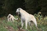 IRISH WOLFHOUND 076